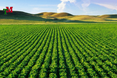 Làm sổ đỏ đất nông nghiệp - Điều kiện, thủ tục, chi phí từ A-Z 1 Luat su tu van 24