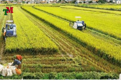 Làm sổ đỏ đất nông nghiệp - Điều kiện, thủ tục, chi phí từ A-Z 3 Luat su tu van 25