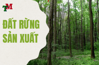 đất rừng sản xuất