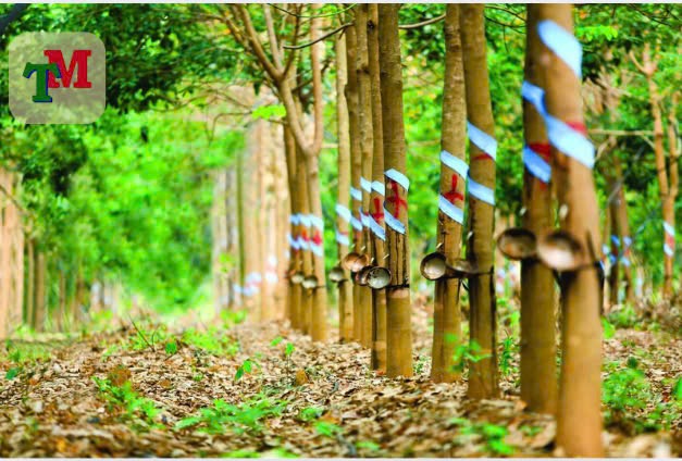 Đất tròng cây lâu năm