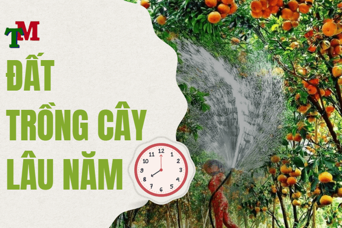 Thời hạn sử dụng đất trồng cây lâu năm và những vấn đề liên quan 2 thời han sử dụng đất trồng cây lâu năm