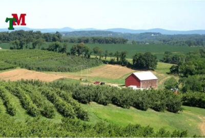 xay nha tren dat trong cay lau nam