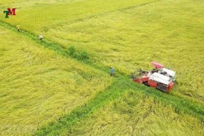 DAT RUONG DAT THO CU 2