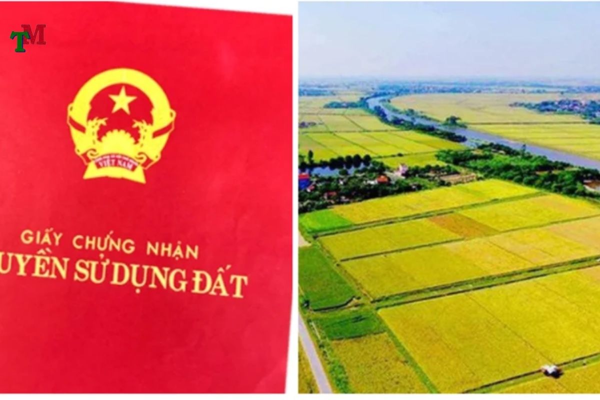 Giải đáp: Đất canh tác nông nghiệp (đất ruộng) có sổ đỏ không? 3 DAT RUONG DAT THO CU 3