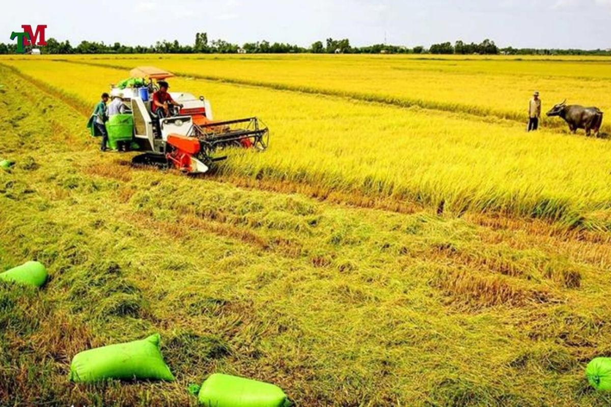 DEN BU DAT NONG NGHIEP 3