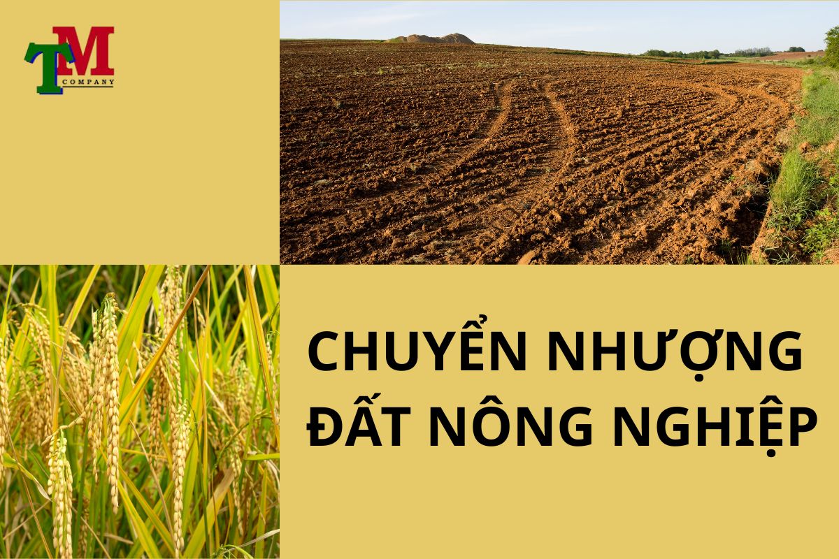 chuyển nhượng quyền ử dụng đất nông nghiệp