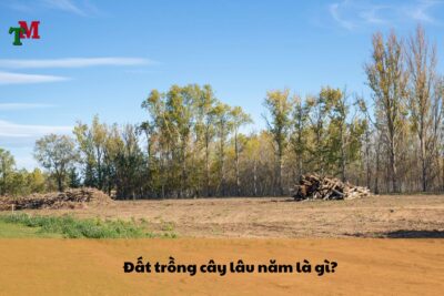 dat trong cay lau nam 1