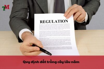 dat trong cay lau nam 2