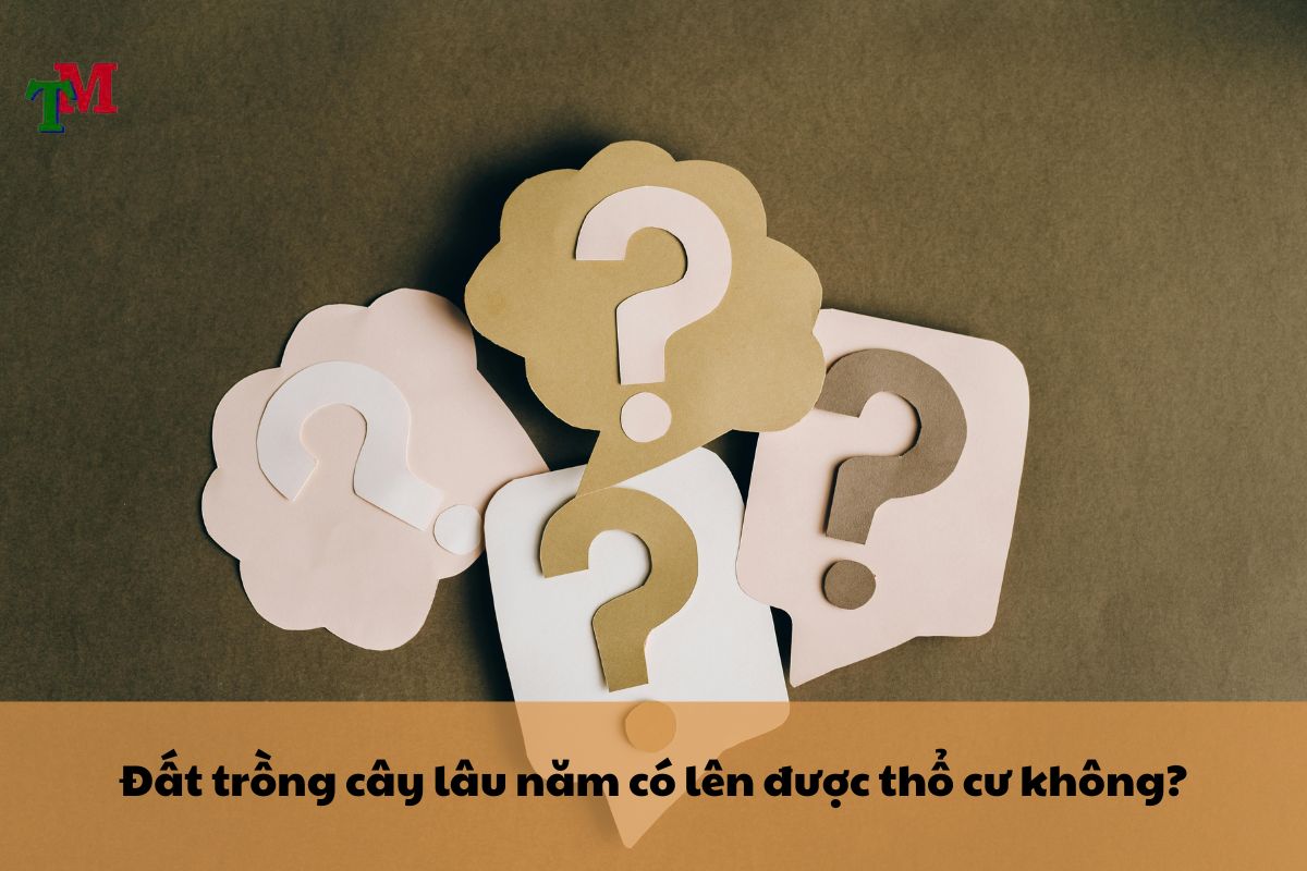 dat trong cay lau nam 3 1