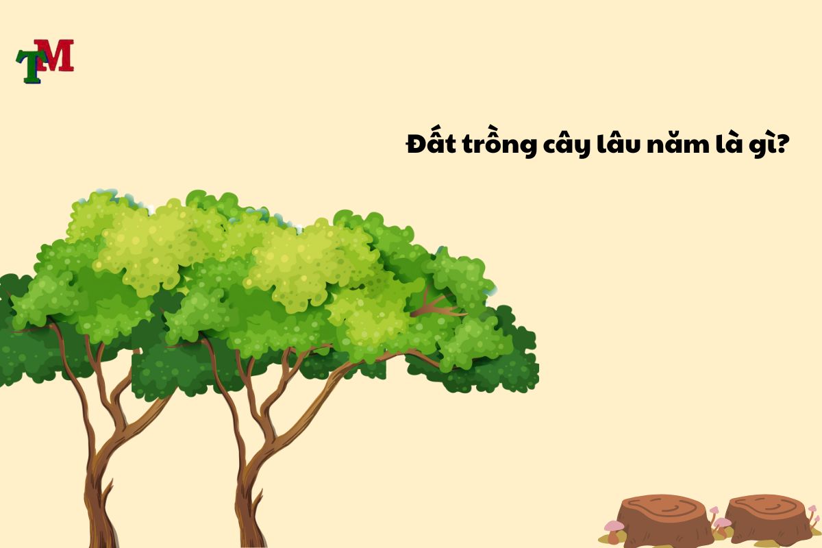 thue dat trong cay lau nam 1