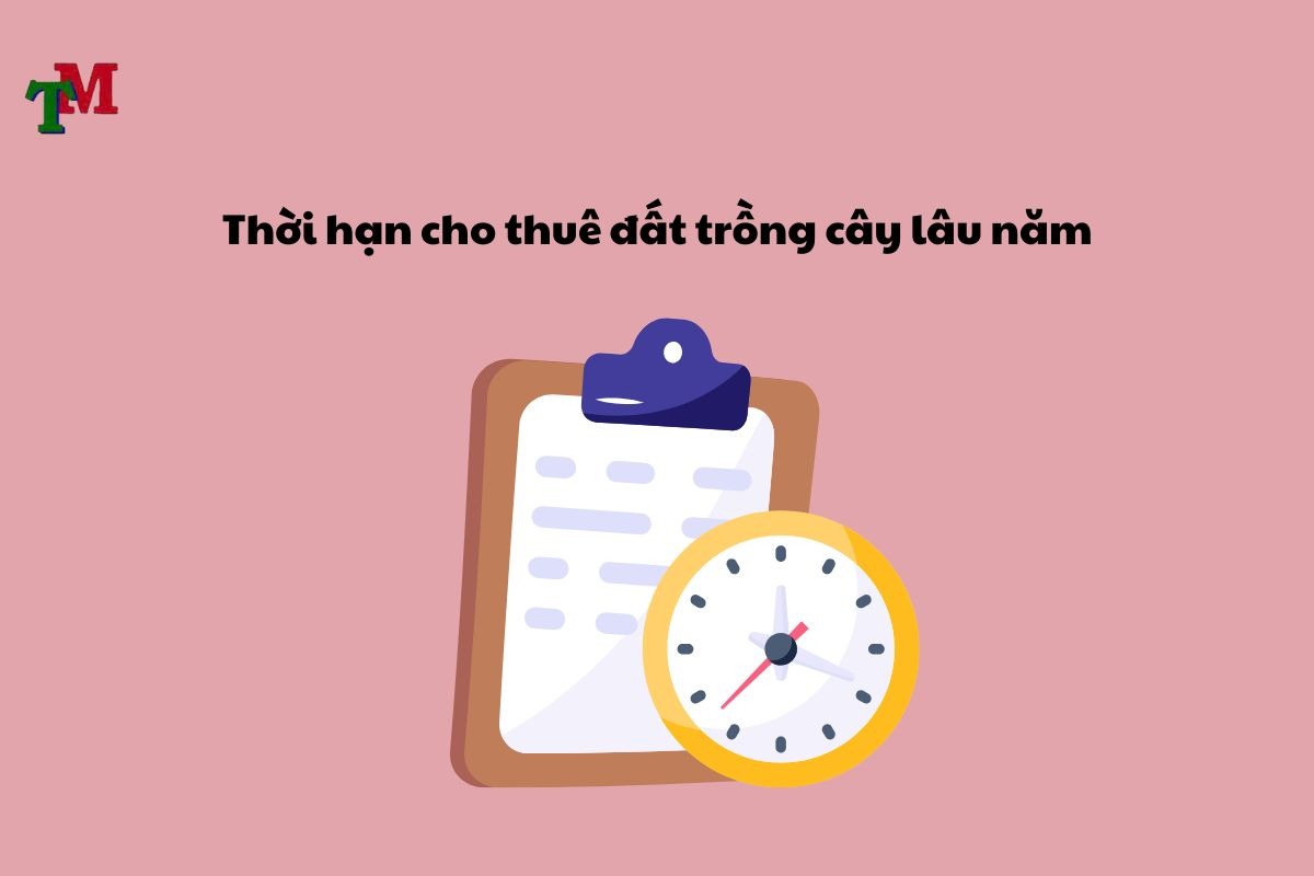 thue dat trong cay lau nam 3