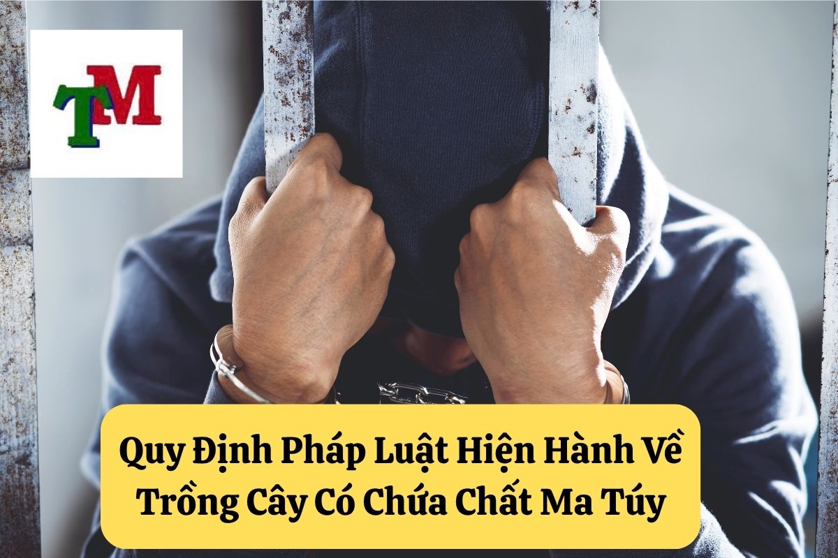 Trồng Cây Thuốc Phiện, Cây Côca, Cây Cần Sa Hoặc Các Loại Cây Có Chứa Chất Ma Túy: Quy Định Pháp Luật Việt Nam 2 Quy Định Pháp Luật Hiện Hành Về Trồng Cây Có Chứa Chất Ma Túy