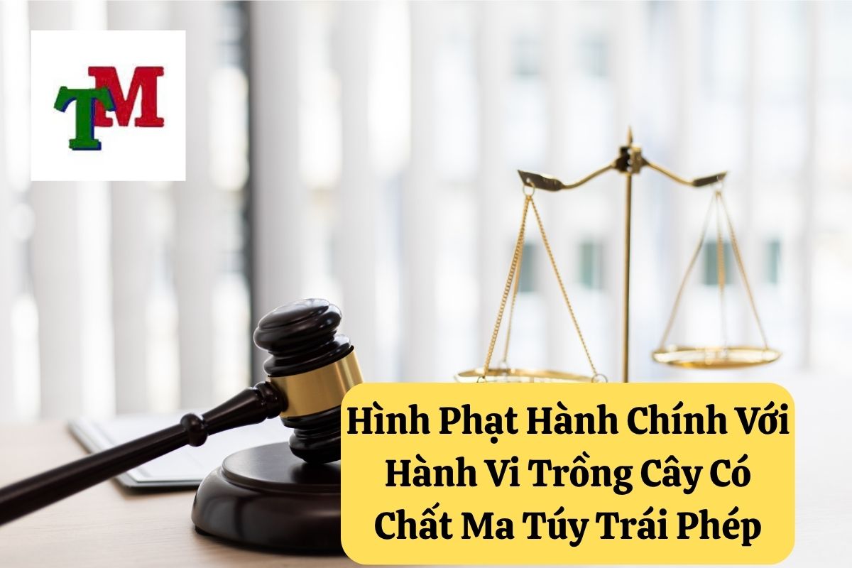 Trồng Cây Thuốc Phiện, Cây Côca, Cây Cần Sa Hoặc Các Loại Cây Có Chứa Chất Ma Túy: Quy Định Pháp Luật Việt Nam 3 Hình Phạt Hành Chính Với Hành Vi Trồng Cây Có Chất Ma Túy Trái Phép