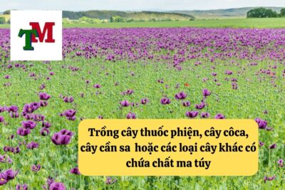 14. trong cay thuoc phien cay coca cay can sa hoac cac loai cay khac co chua chat ma tuy