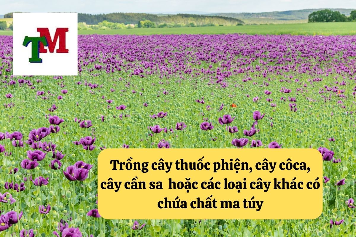 Trồng Cây Thuốc Phiện, Cây Côca, Cây Cần Sa Hoặc Các Loại Cây Có Chứa Chất Ma Túy: Quy Định Pháp Luật Việt Nam 1 Trồng Cây Thuốc Phiện, Cây Côca, Cây Cần Sa Hoặc Các Loại Cây Có Chứa Chất Ma Túy: Quy Định Pháp Luật Việt Nam