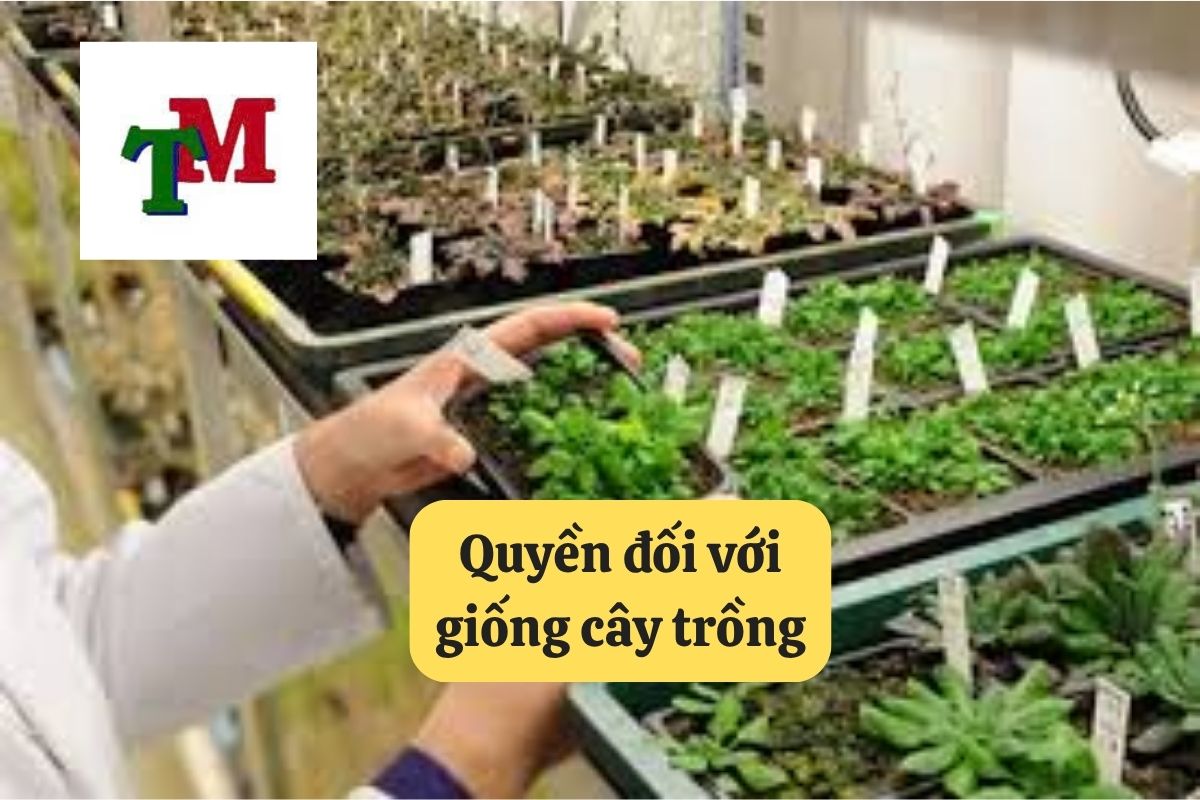 Quyền đối với giống cây trồng: Hướng dẫn chi tiết tại Luật Thiên Mã 1 18. quyen doi voi giong cay trong