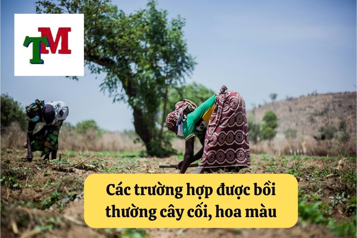 2. boi thuong cay coi hoa mau 2