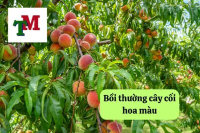 2. boi thuong cay coi hoa mau