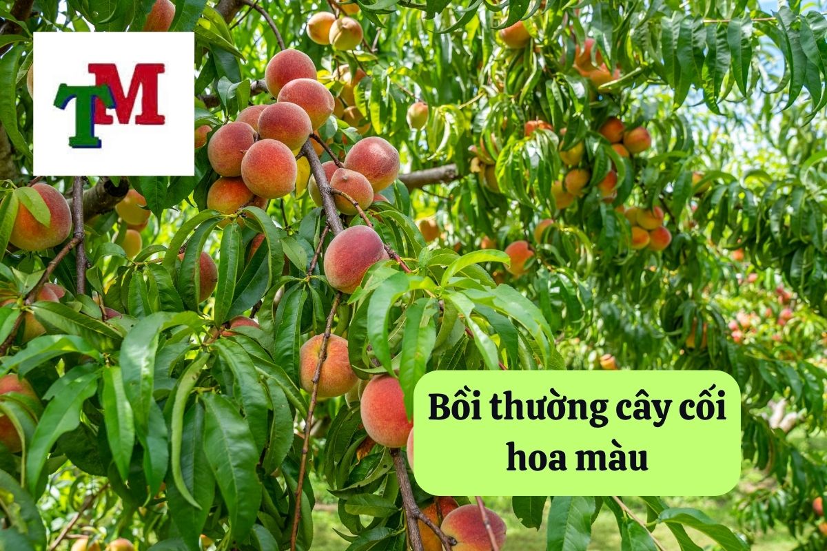 2. boi thuong cay coi hoa mau