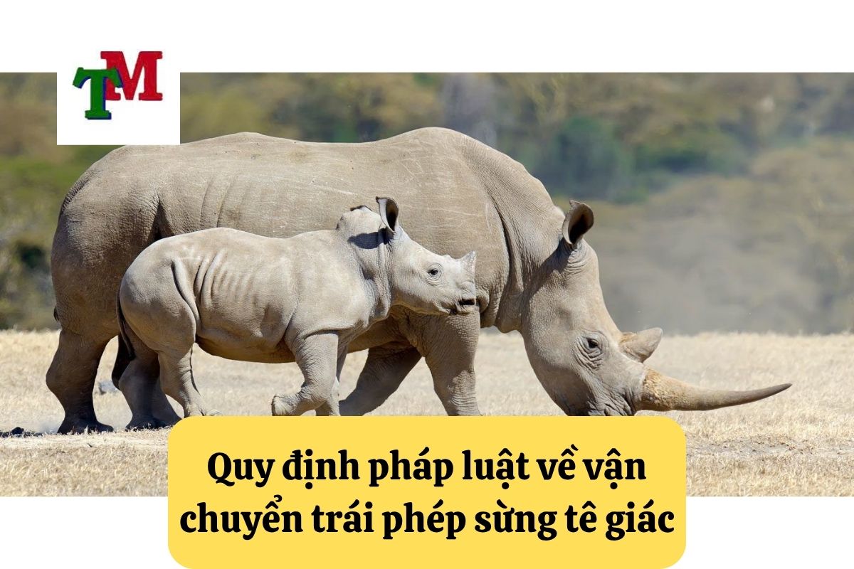 20. van chuyen trai phep sung te giac 2