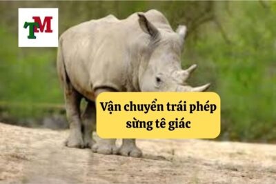 20. van chuyen trai phep sung te giac