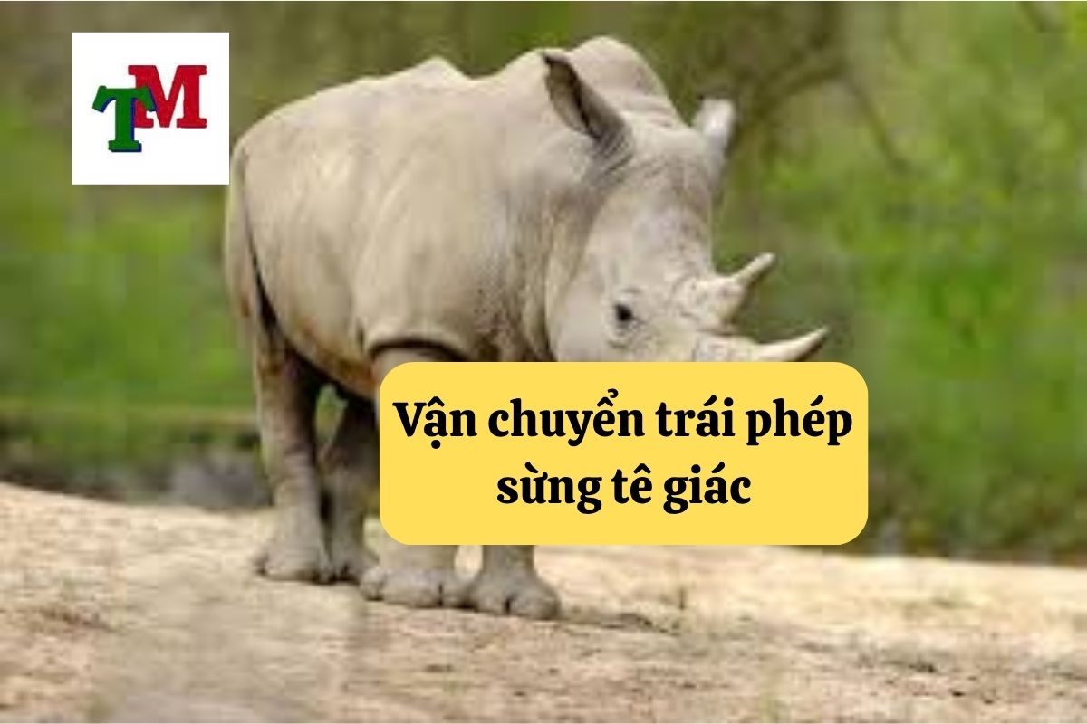 20. van chuyen trai phep sung te giac