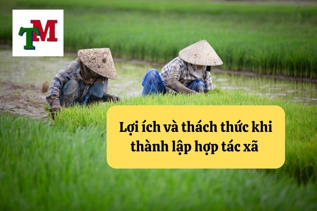 Pháp luật về thành lập hợp tác xã và hoạt động hợp tác xã 4 3.6.4 3