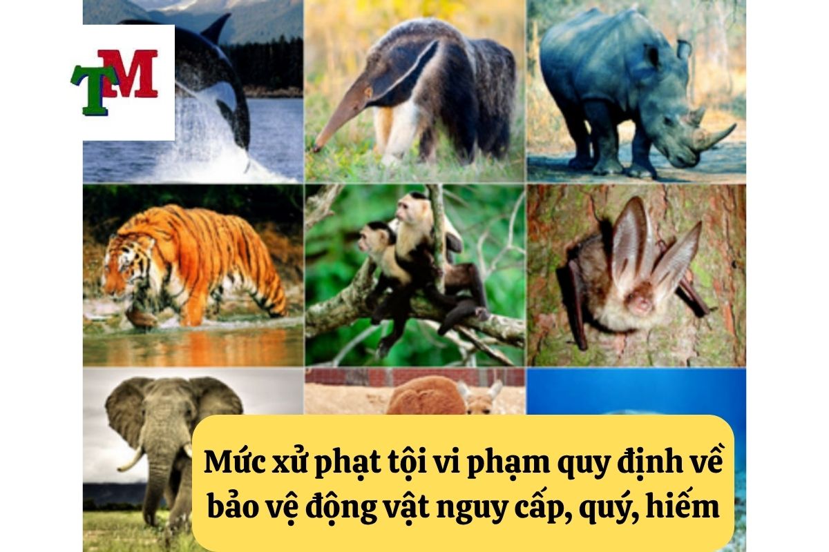 Tội vi phạm quy định về bảo vệ động vật nguy cấp, quý, hiếm - 5 hướng dẫn pháp lý và tư vấn từ luật sư hình sự 2 Mức xử phạt tội vi phạm quy định về bảo vệ động vật nguy cấp, quý, hiếm