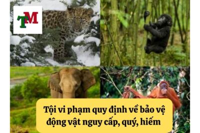4. Toi vi pham quy dinh ve quan ly bao ve dong vat hoang da