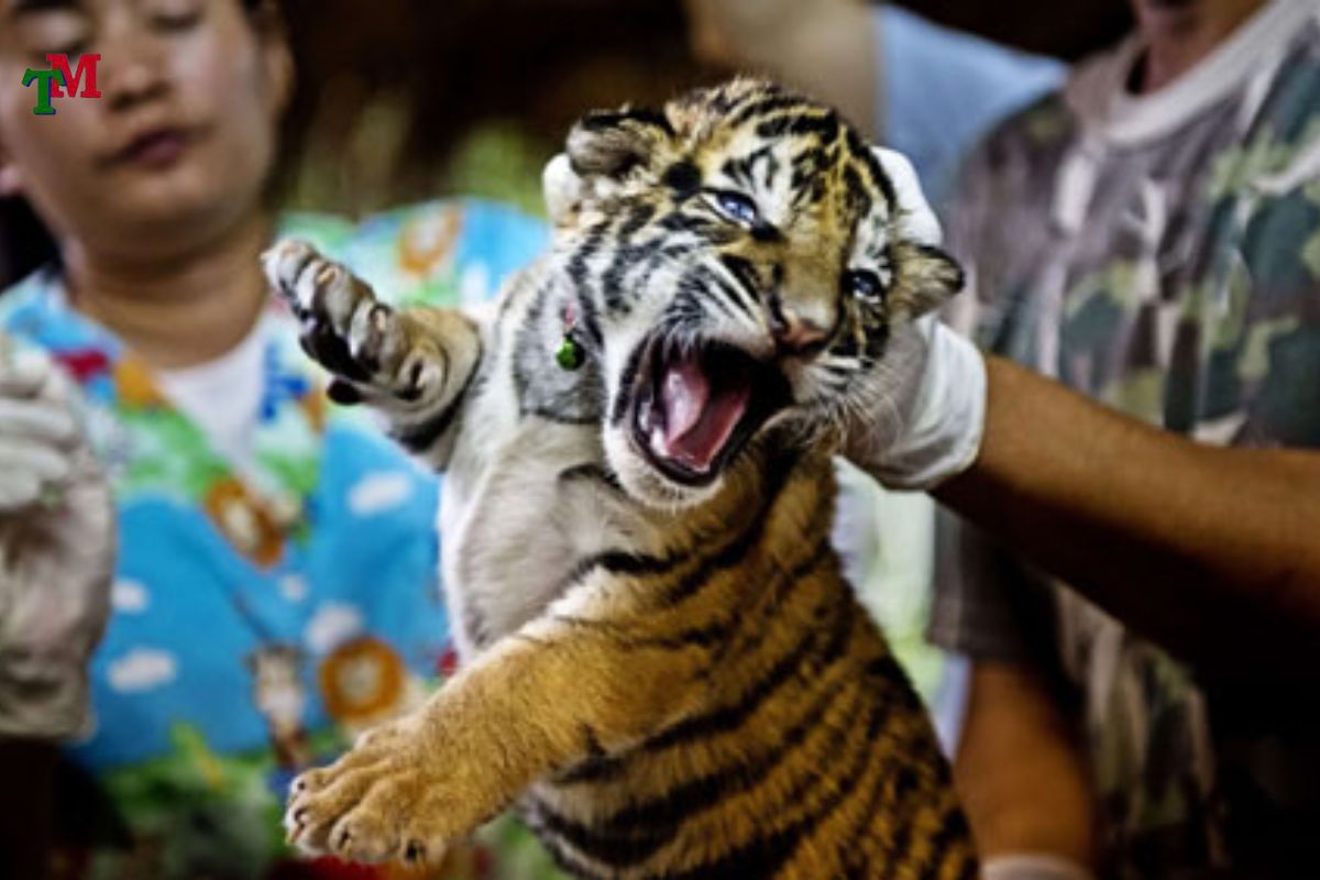 Buôn bán động vật quý hiếm: Cảnh báo pháp lý và 5 quy định xử lý nghiêm khắc 3 XỬ LÝ NHƯ THẾ NÀO KHI PHÁT HIỆN BUÔN BÁN ĐỘNG VẬT QUÝ HIẾM?