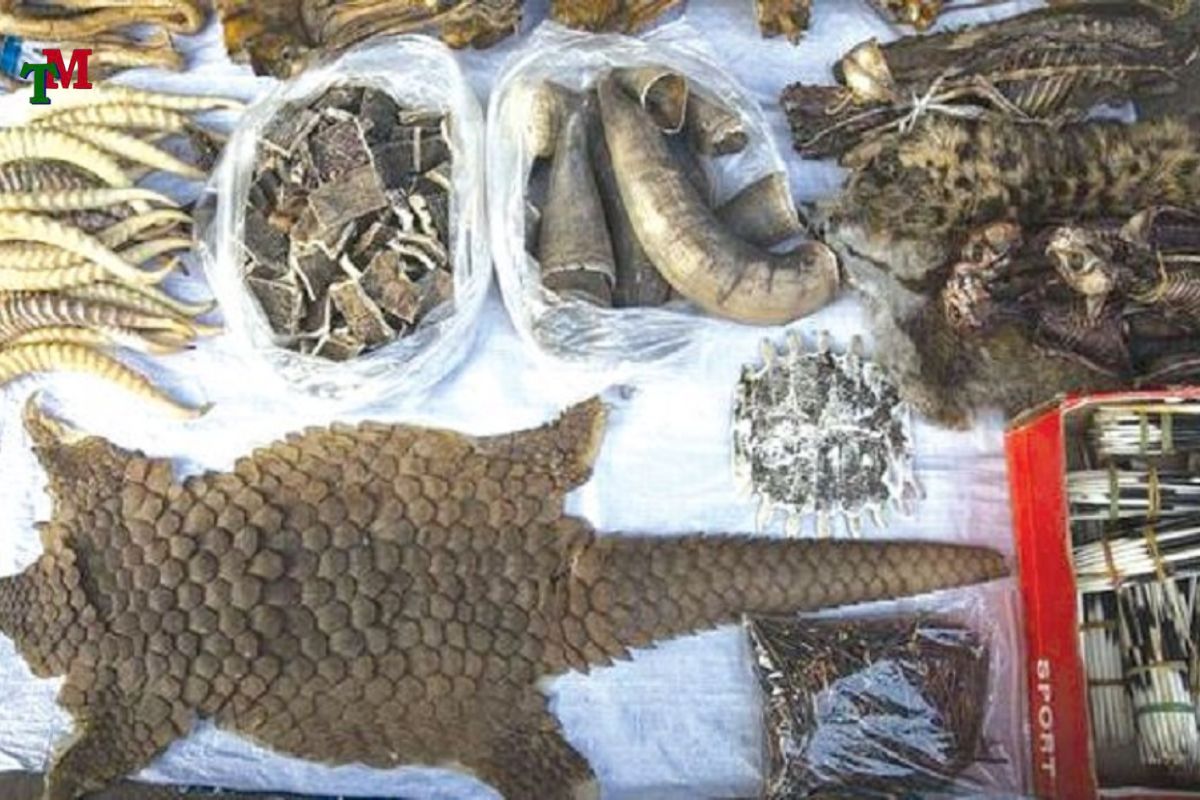 Buôn bán động vật quý hiếm: Cảnh báo pháp lý và 5 quy định xử lý nghiêm khắc 1 BUON BAN DONG VAT HOANG DA