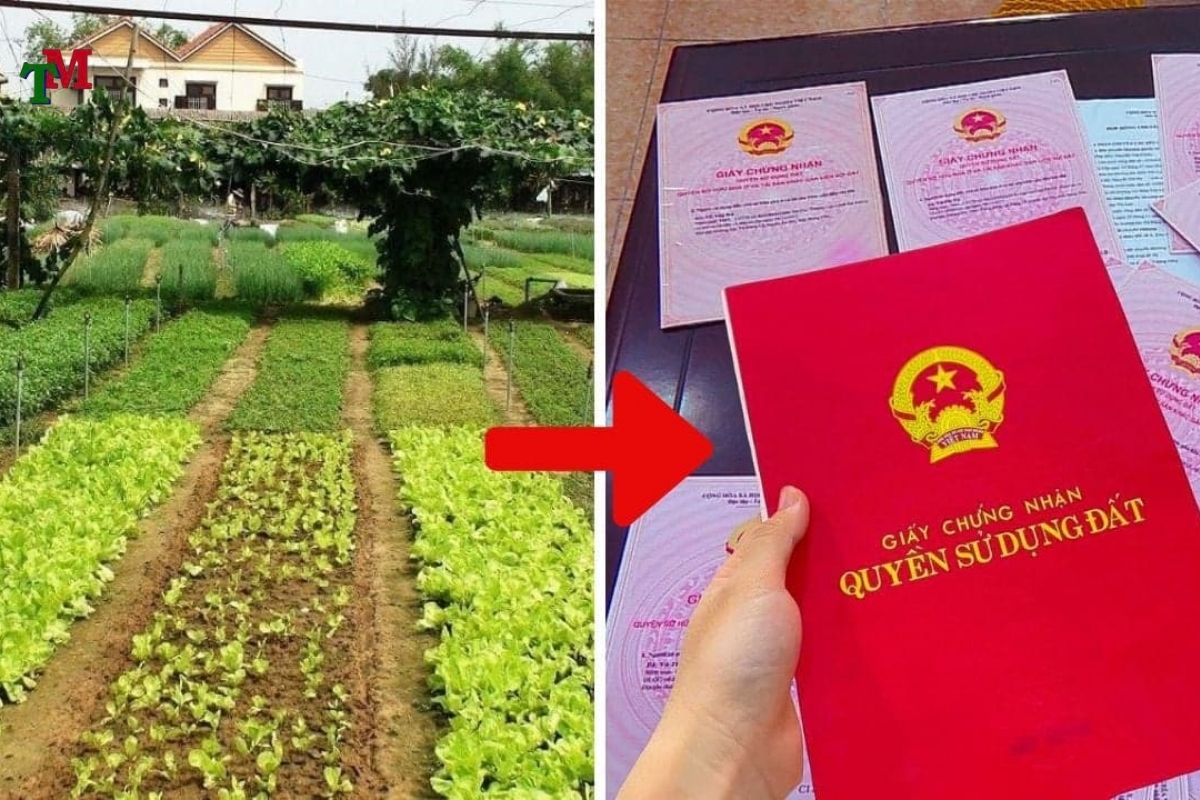 CHUYEN DAT VUON SANG DAT O