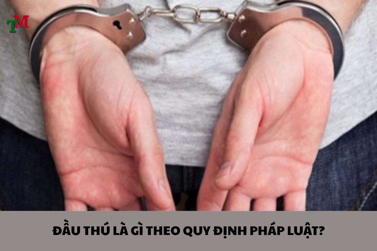 ĐẦU THÚ LÀ GÌ? QUY ĐỊNH PHÁP LUẬT VÀ CƠ HỘI GIẢM NHẸ HÌNH PHẠT 1 Dau thu