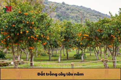 Mua ban dat trong cay lau nam 2