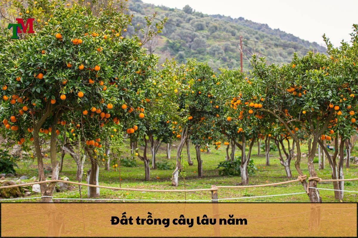 Mua ban dat trong cay lau nam 2