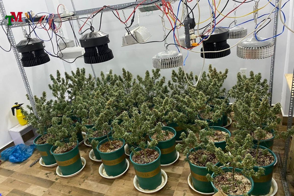 Tàng trữ cần sa: 4 mức hình sự theo quy định pháp luật Việt Nam 3 TÀNG TRỮ CẦN SA BỊ XỬ LÝ NHƯ THẾ NÀO?