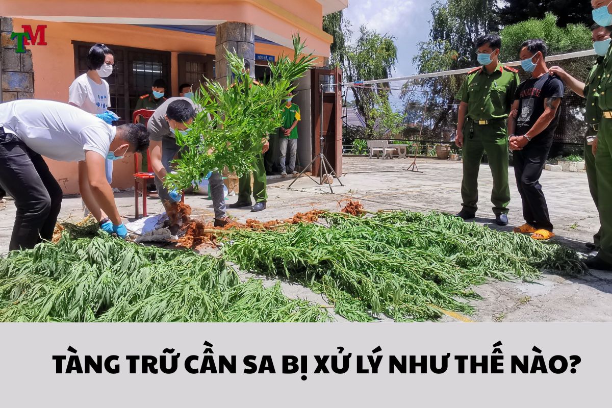 Tàng trữ cần sa: 4 mức hình sự theo quy định pháp luật Việt Nam 2 TÀNG TRỮ CẦN SA BỊ XỬ LÝ NHƯ THẾ NÀO?