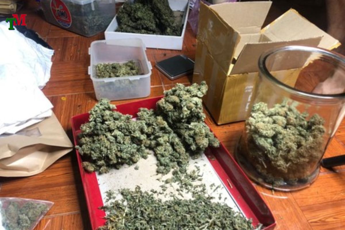 Tàng trữ cần sa: 4 mức hình sự theo quy định pháp luật Việt Nam 1 Tàng trữ cần sa: 4 mức hình sự theo quy định pháp luật Việt Nam