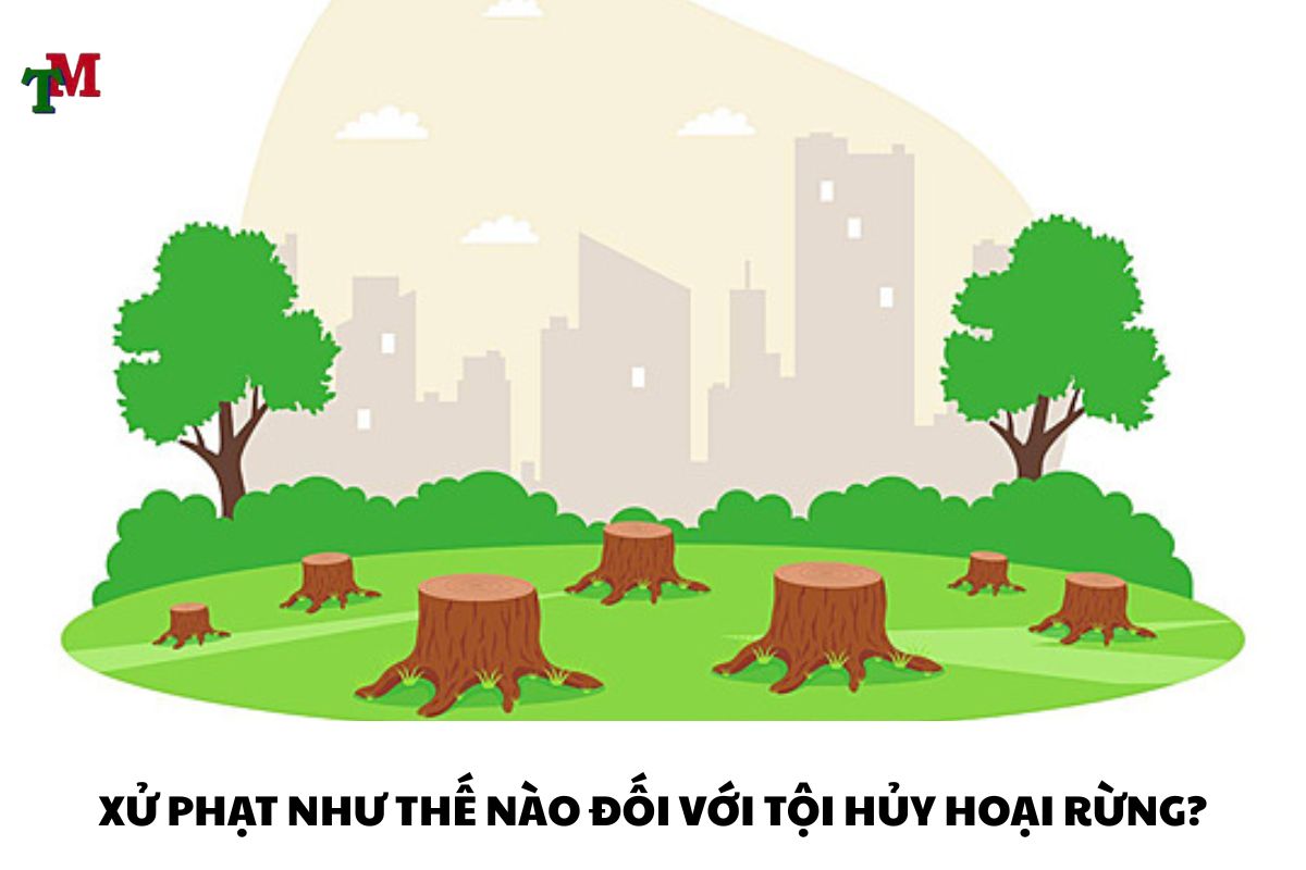 Tội hủy hoại rừng: Quy định pháp luật và hướng dẫn xử phạt chi tiết 2 TOI HUY HOAI RUNG 3